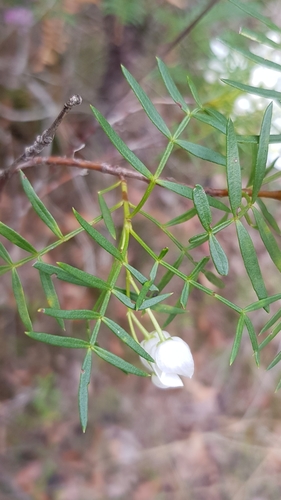 Boronia pinnata (Pink Boronia) (alternate view 8)