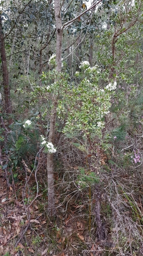 Boronia pinnata (Pink Boronia) (alternate view 9)