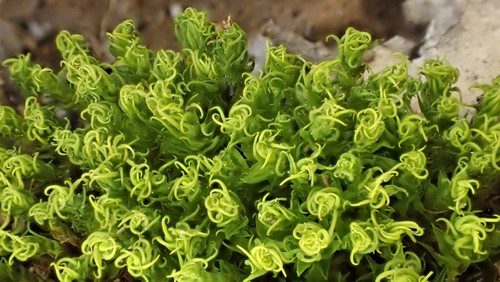 Barbula calycina (alternate view 7)