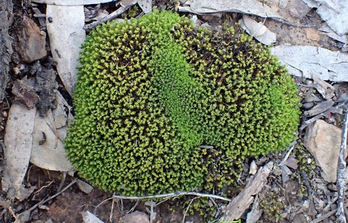 Barbula calycina (alternate view 8)