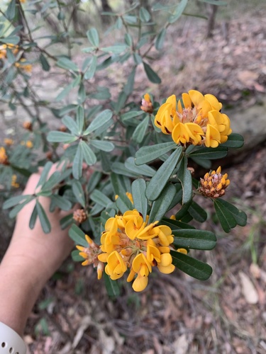 Pultenaea daphnoides (Large-leaf Bush Pea) (alternate view 10)