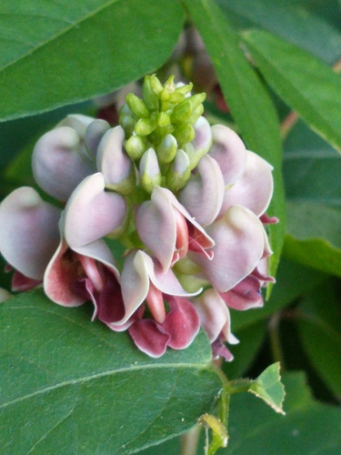 Apios americana (American groundnut) (alternate view 5)