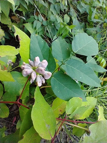 Apios americana (American groundnut) (alternate view 6)