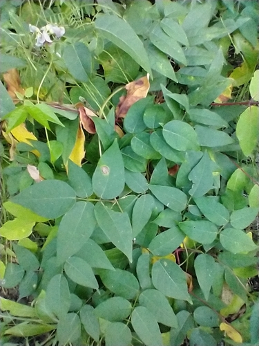 Apios americana (American groundnut) (alternate view 7)