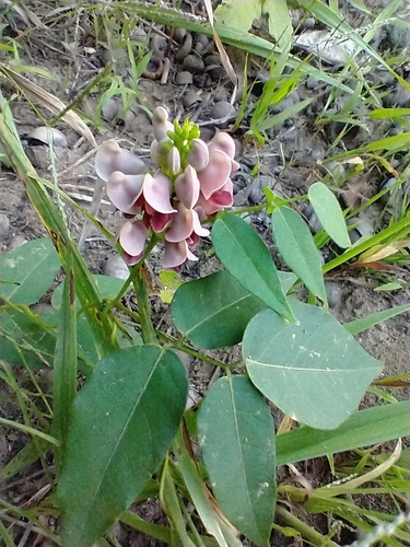 Apios americana (American groundnut) (alternate view 8)