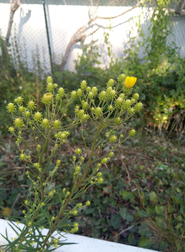 Hieracium umbellatum (Canada hawkweed)