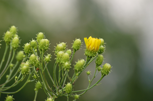 Hieracium umbellatum (Canada hawkweed)