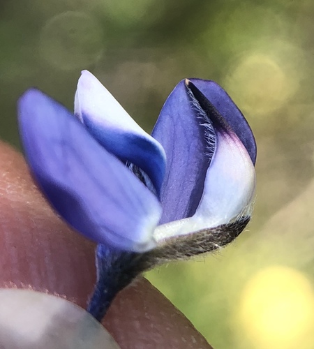 Lupinus bicolor (Miniature Lupine)