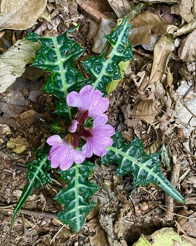 Acanthus (Acanthus) (alternate view 5)