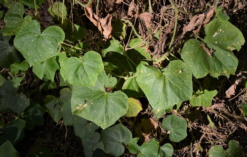 Sicyos angulatus (Oneseed Bur Cucumber)