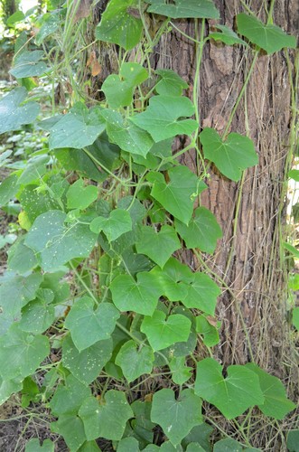 Sicyos angulatus (Oneseed Bur Cucumber) (alternate view 2)