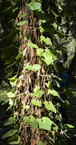 Sicyos angulatus (Oneseed Bur Cucumber) (alternate view 3)