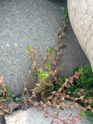 Veronica peregrina (Purslane Speedwell)
