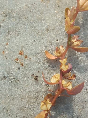Veronica peregrina (Purslane Speedwell) (alternate view 2)