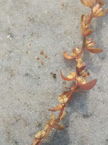 Veronica peregrina (Purslane Speedwell) (alternate view 3)