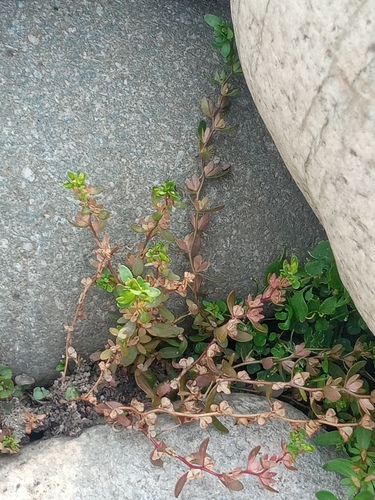 Veronica peregrina (Purslane Speedwell) (alternate view 4)