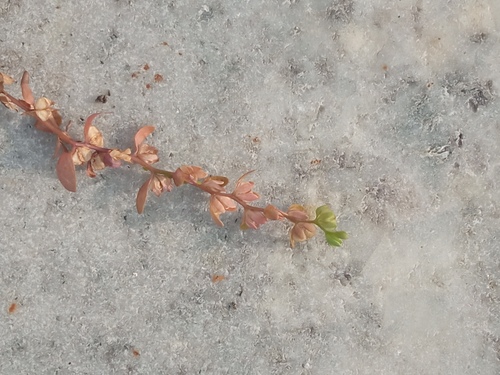 Veronica peregrina (Purslane Speedwell) (alternate view 5)