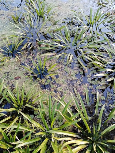 Hydrocharis morsus-ranae (European Frog-bit) (alternate view 3)