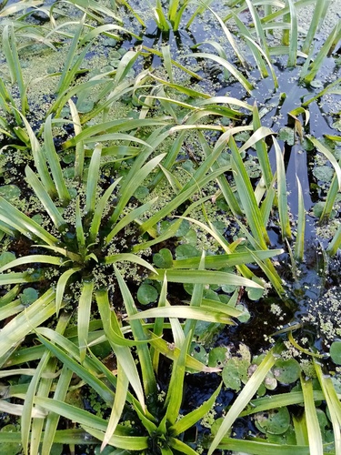 Hydrocharis morsus-ranae (European Frog-bit) (alternate view 4)