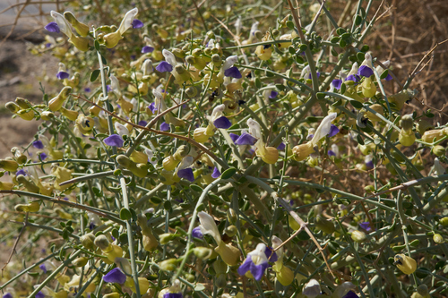 Scutellaria mexicana (Paperbag Bush) (alternate view 5)