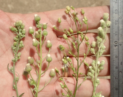 Erigeron canadensis (horseweed)