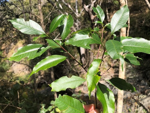 Alstonia constricta (Bitterbark)