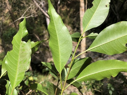 Alstonia constricta (Bitterbark) (alternate view 2)