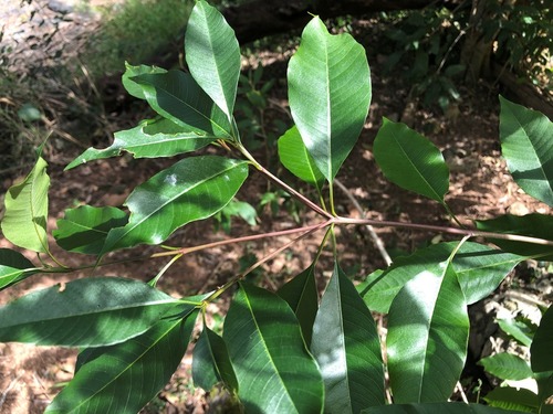 Alstonia constricta (Bitterbark) (alternate view 4)