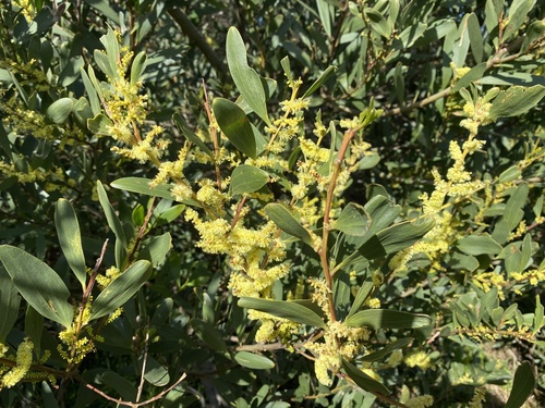 Acacia longifolia (Longleaf Wattle) (alternate view 6)