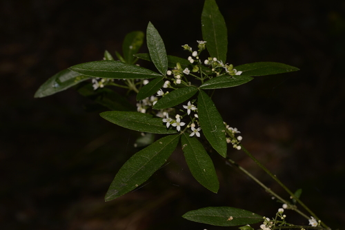 Zieria smithii (Sandfly Zieria)