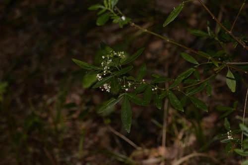 Zieria smithii (Sandfly Zieria) (alternate view 4)