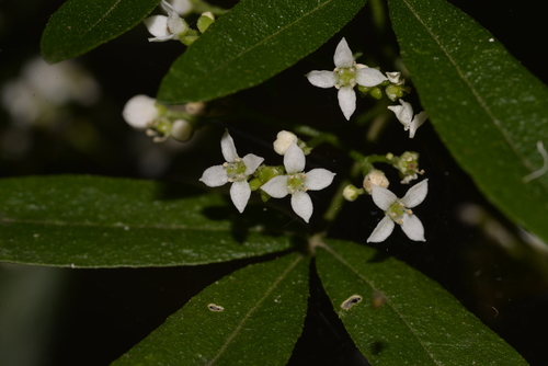 Zieria smithii (Sandfly Zieria) (alternate view 3)