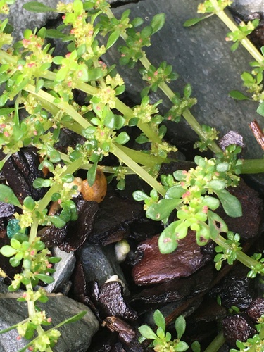 Pilea microphylla (Artillery Plant)