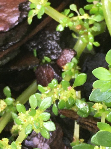 Pilea microphylla (Artillery Plant)