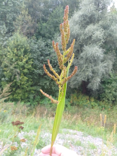 Echinochloa (Barnyard Grasses) (alternate view 4)