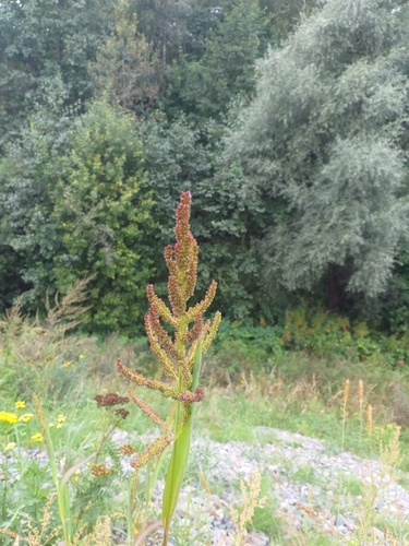 Echinochloa (Barnyard Grasses) (alternate view 5)