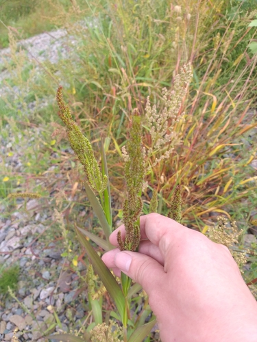 Echinochloa (Barnyard Grasses) (alternate view 6)