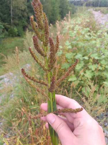 Echinochloa (Barnyard Grasses) (alternate view 7)
