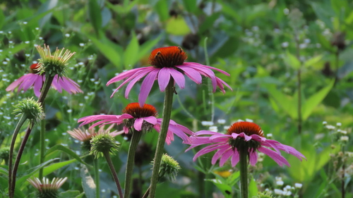 Echinacea purpurea (Purple Coneflower)