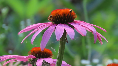 Echinacea purpurea (Purple Coneflower)