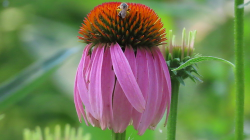 Echinacea purpurea (Purple Coneflower)