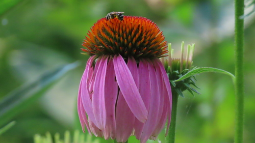 Echinacea purpurea (Purple Coneflower)