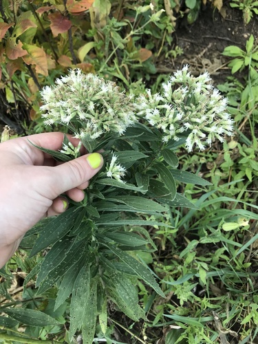 Eupatorium altissimum (tall boneset)