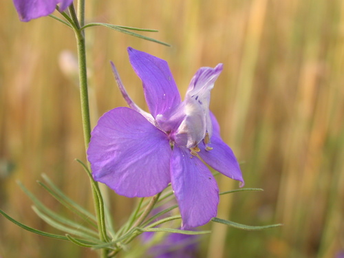 Delphinium ajacis (doubtful knight's-spur) (alternate view 2)