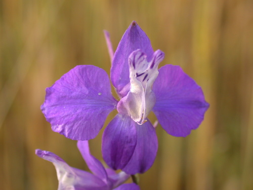 Delphinium ajacis (doubtful knight's-spur) (alternate view 3)