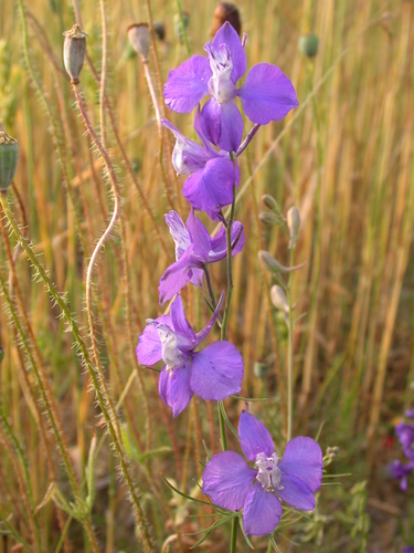 Delphinium ajacis (doubtful knight's-spur)