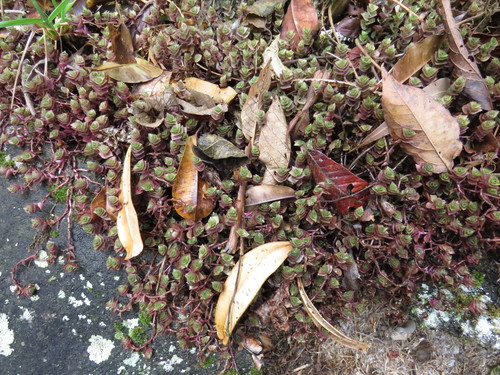 Callisia repens (Turtle Vine) (alternate view 2)