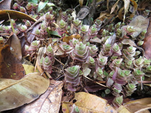 Callisia repens (Turtle Vine)