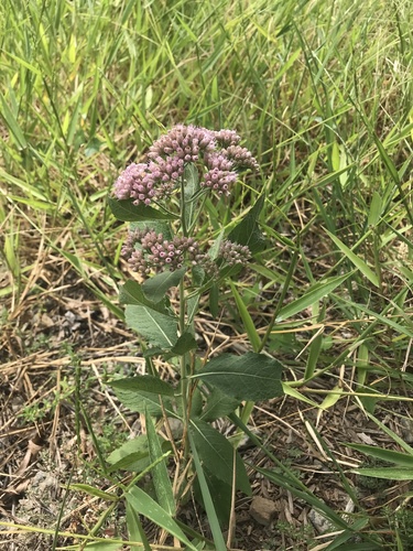 Pluchea camphorata (Camphor-weed) (alternate view 3)