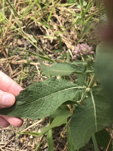 Pluchea camphorata (Camphor-weed) (alternate view 4)